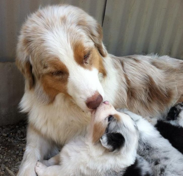 Những hình ảnh gia đình thú cưng khiến ngay cả trái tim băng giá nhất cũng phải tan chảy ảnh 2