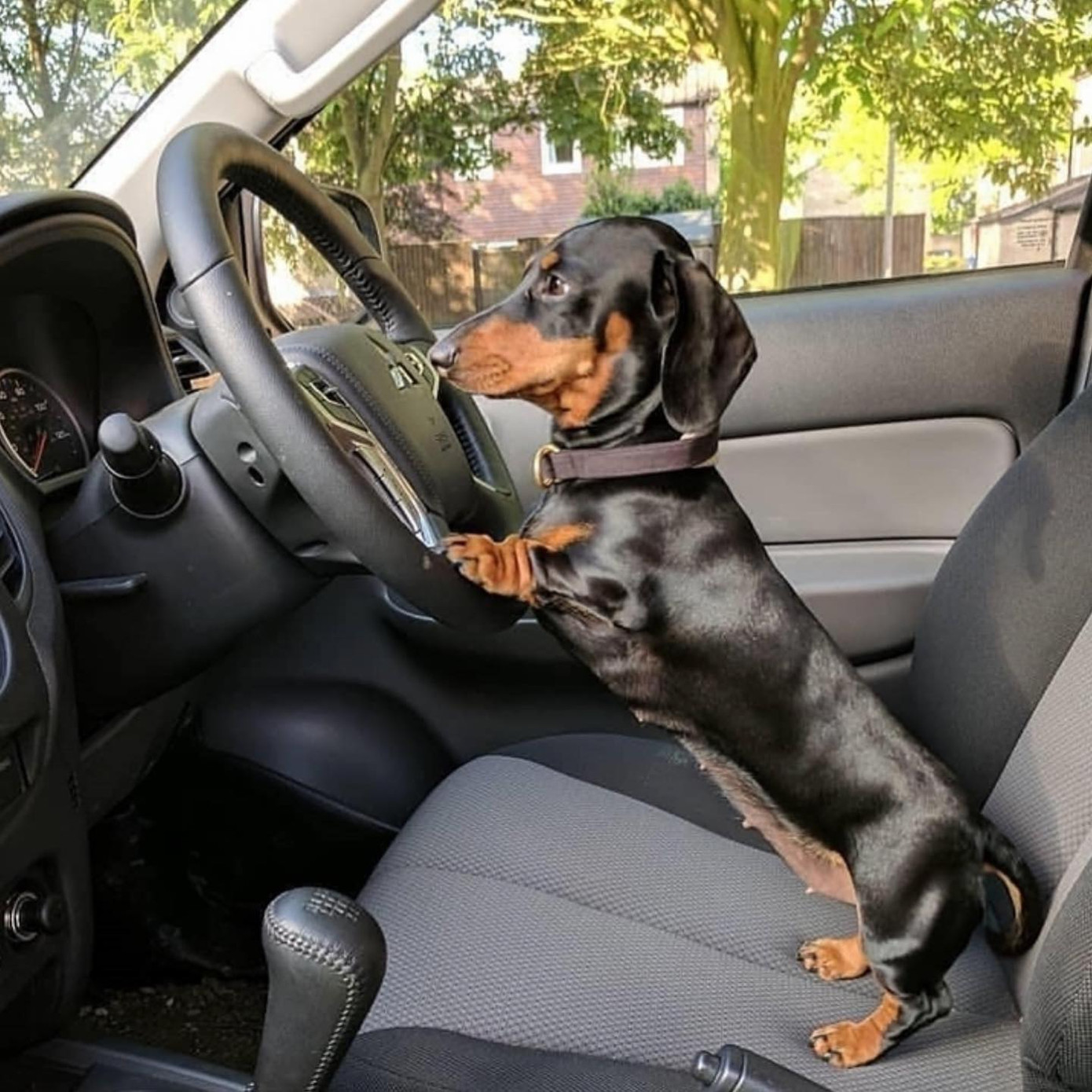 Bất ngờ với biểu cảm siêu cưng của "đại boss" khi lần đầu được cầm vô lăng ảnh 4