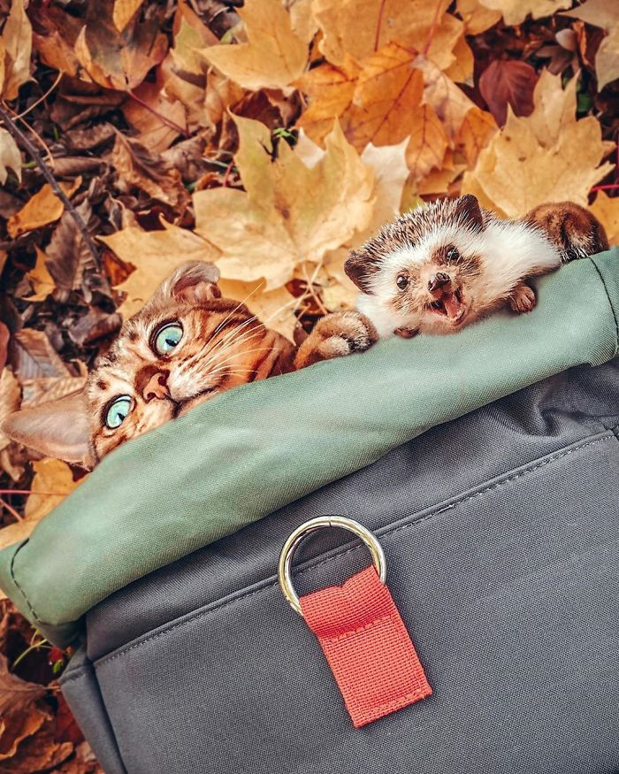 Phát hờn với cặp đôi mèo và nhím dắt tay nhau đi khắp thế gian ảnh 9