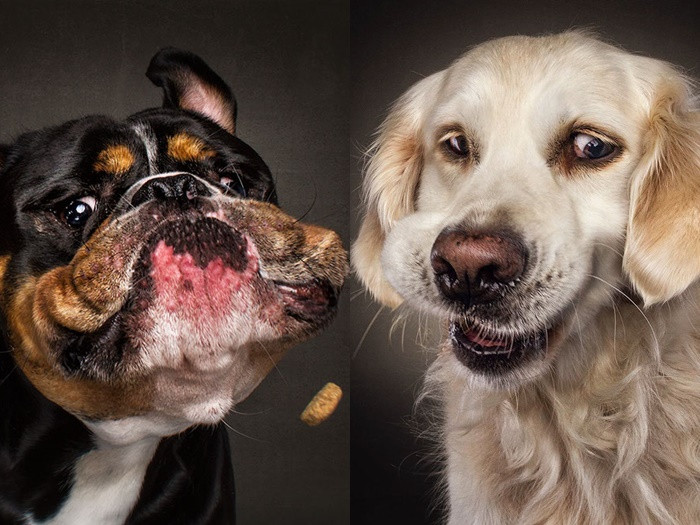 Những khoảnh khắc khó đỡ của "đại boss" khi nhìn thấy đồ ăn ngon ảnh 1