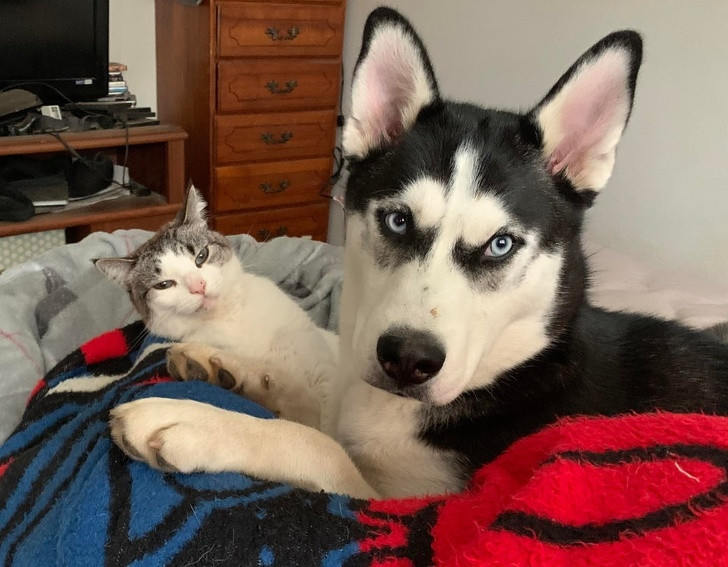 Tan chảy trước tình yêu bất chấp giống loài của hội thú cưng ảnh 2