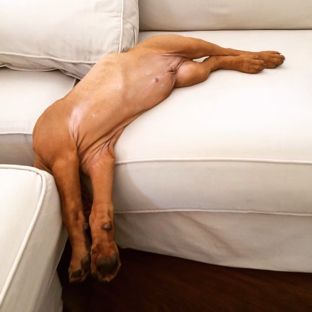 Những tư thế ngủ siêu hài của "boss cưng" giúp phá tan cơn buồn chán của "sen" ảnh 6