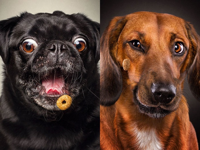 Những khoảnh khắc khó đỡ của "đại boss" khi nhìn thấy đồ ăn ngon ảnh 8