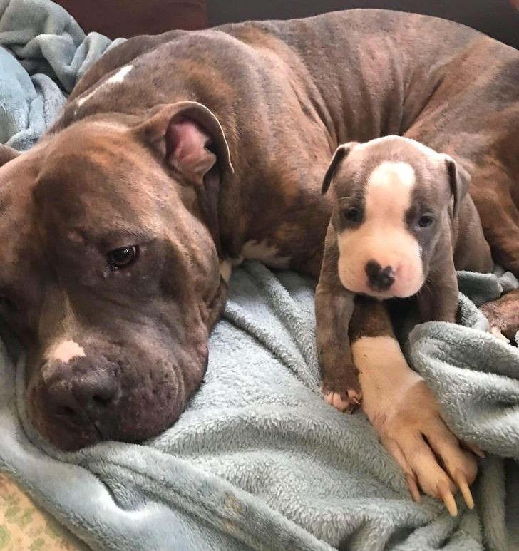 Những hình ảnh gia đình thú cưng khiến ngay cả trái tim băng giá nhất cũng phải tan chảy ảnh 8