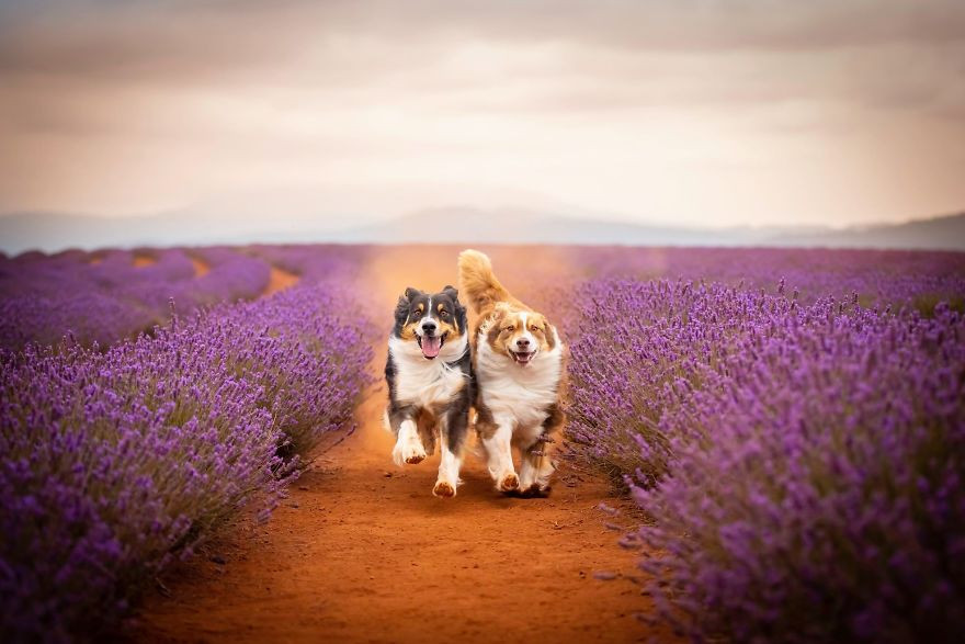 Theo chân "boss" cưng lạc vào mê cung tím huyền bí thơm ngát miền Nam nước Úc ảnh 6