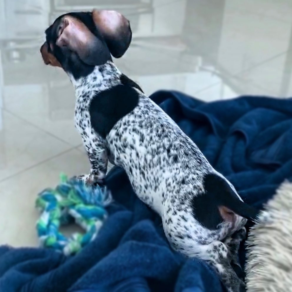 Moo - chú chó khiến cư dân mạng bối rối vì có bộ lông của một... cô bò sữa! ảnh 7