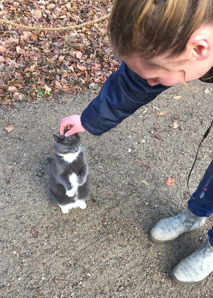 Không thể nhịn cười khi ngắm nhìn những em mèo cưng hóa... chim cánh cụt ảnh 3