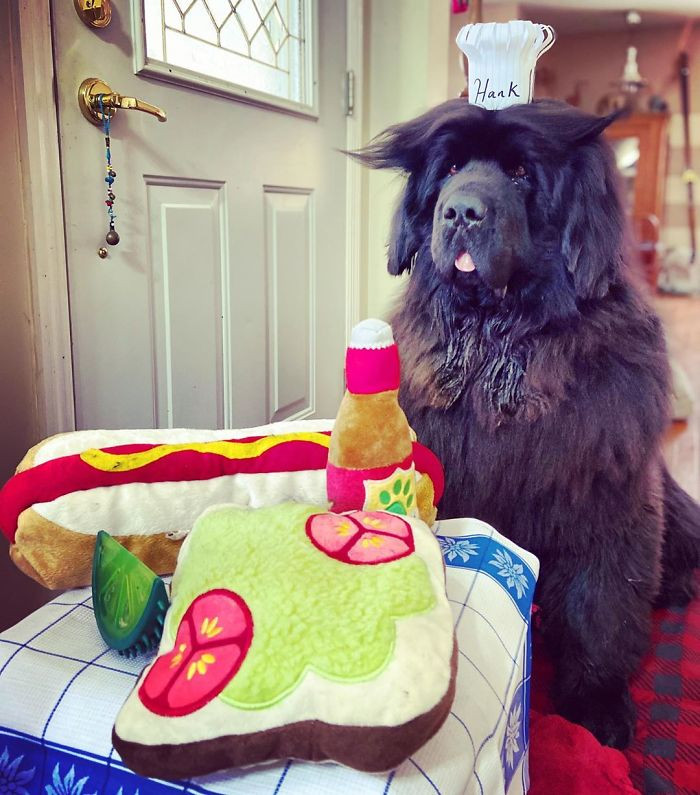 Chú chó nổi tiếng Instagram nhờ kiểu “tóc” thời thượng, thần thái không thua siêu mẫu ảnh 8