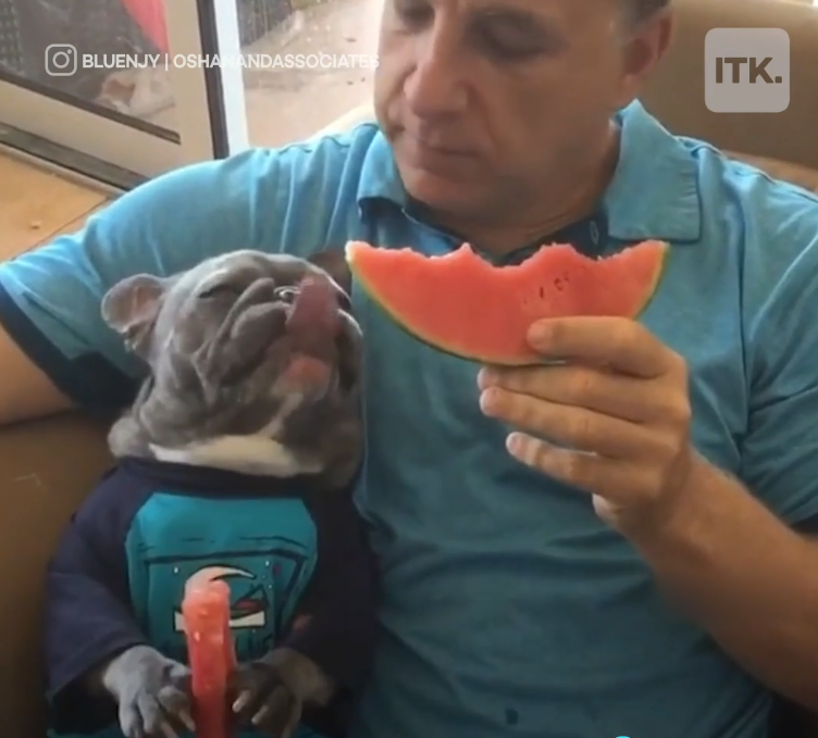 Bị khiếm thính, chú chó đáng yêu luôn giữ đồ ăn bằng “hai tay” trước khi bỏ vào miệng ảnh 1