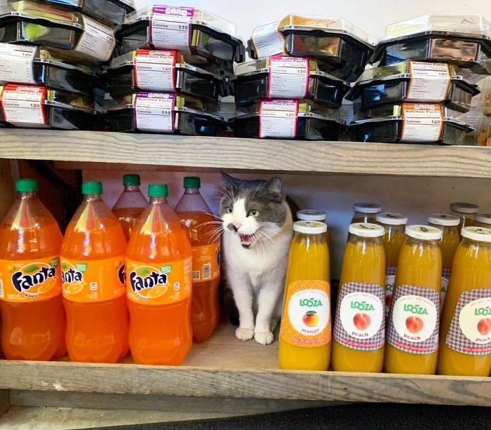 Nghìn lẻ một tư thế của mèo cưng khi nhận trọng trách “trợ lý bán hàng" ảnh 11