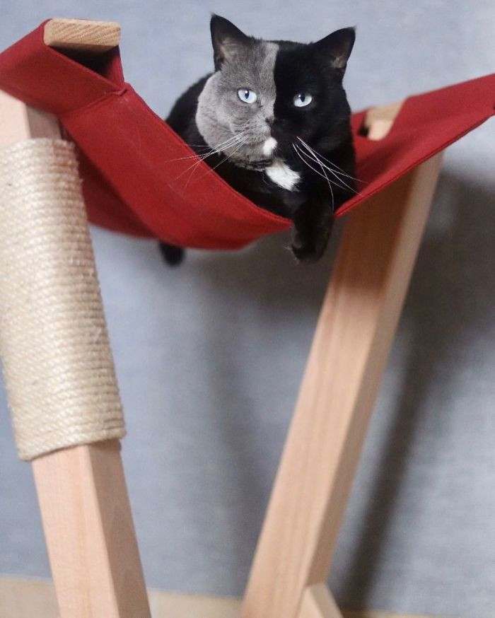 Narnia - chàng "soái ca" sở hữu bộ mặt đặc biệt nhất thế giới ảnh 2