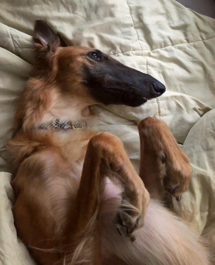 Gặp gỡ em cún có chiếc mõm dài nhất thế giới với hơn 78.000 người follow ảnh 3