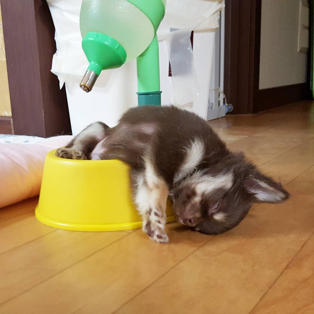 Những tư thế ngủ siêu hài của "boss cưng" giúp phá tan cơn buồn chán của "sen" ảnh 5