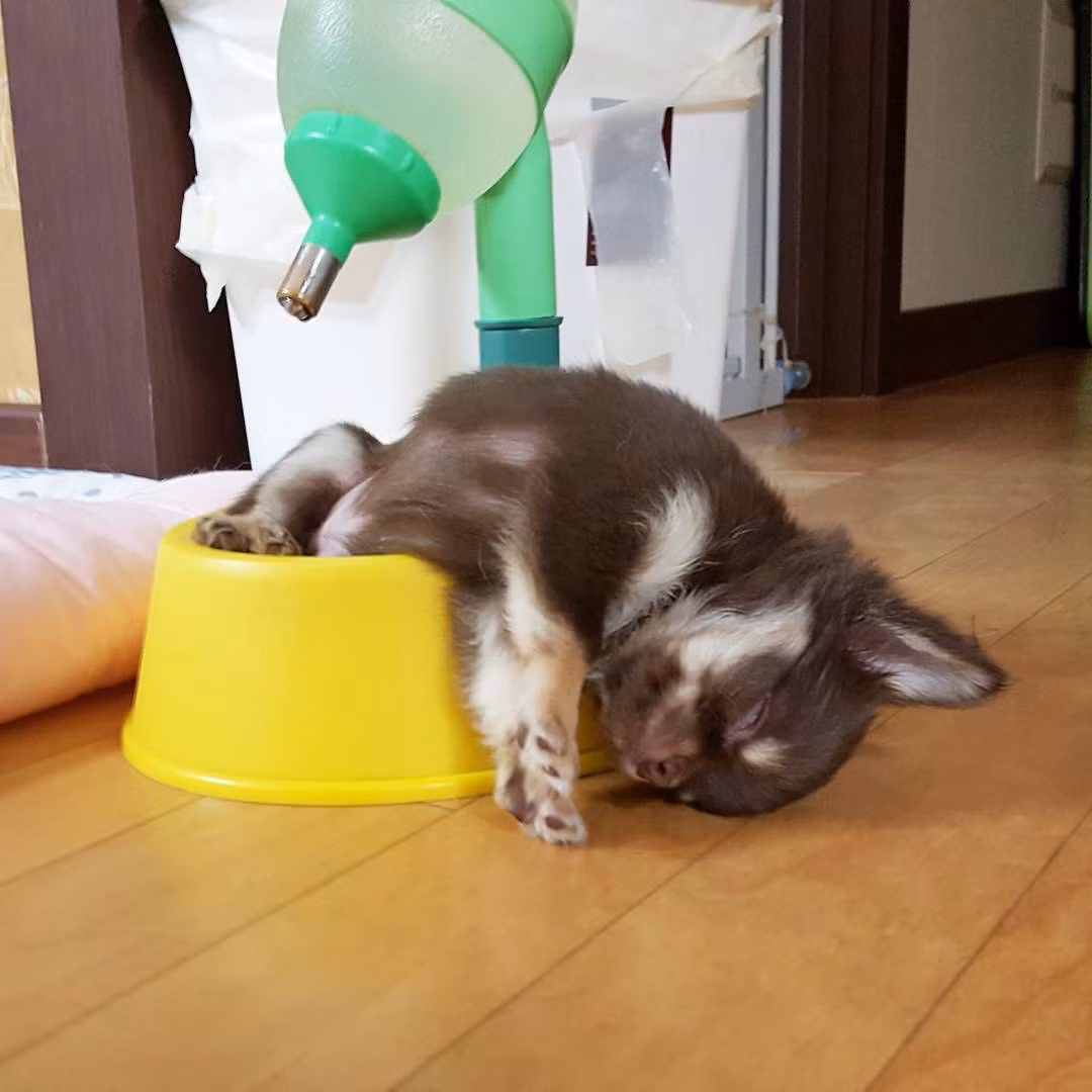 Những tư thế ngủ siêu hài của "boss cưng" giúp phá tan cơn buồn chán của "sen" ảnh 5