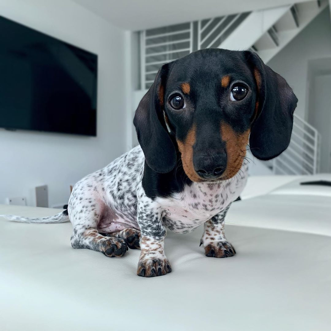 Moo - chú chó khiến cư dân mạng bối rối vì có bộ lông của một... cô bò sữa! ảnh 3