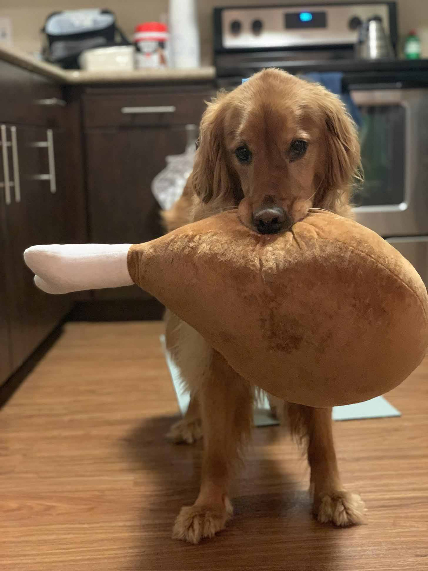 Đi đâu cũng phải kè kè thú bông, cô chó này có sở thích y chang bạn hồi nhỏ vậy! ảnh 6