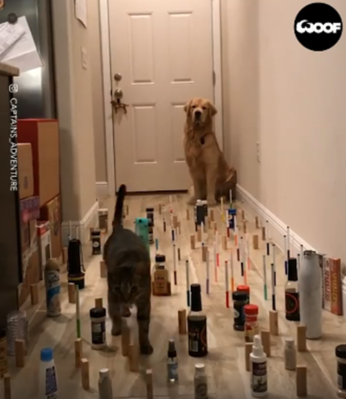 "Không giới hạn Sasuke" phiên bản dành cho thú cưng ảnh 1