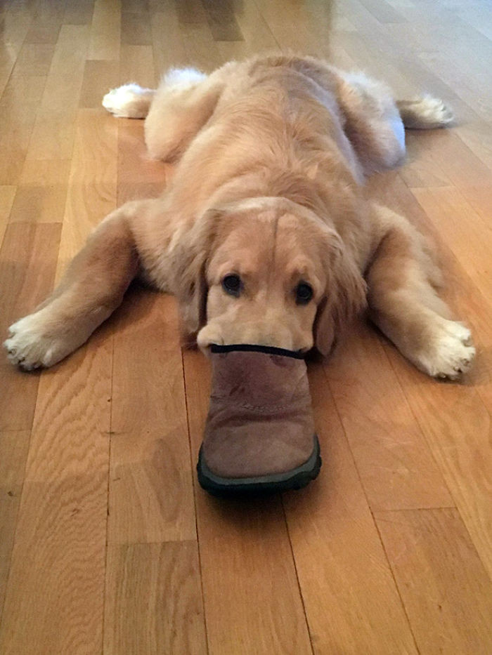 Bỗng một ngày "đại boss" biến thành... "thú mỏ vịt" ảnh 2