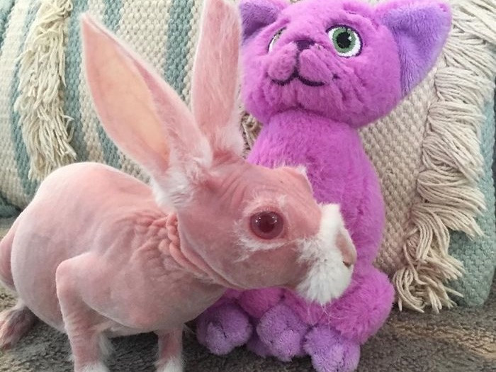 Chú thỏ không lông kỳ dị hay câu chuyện cảm động về những tấm lòng cao cả ảnh 3