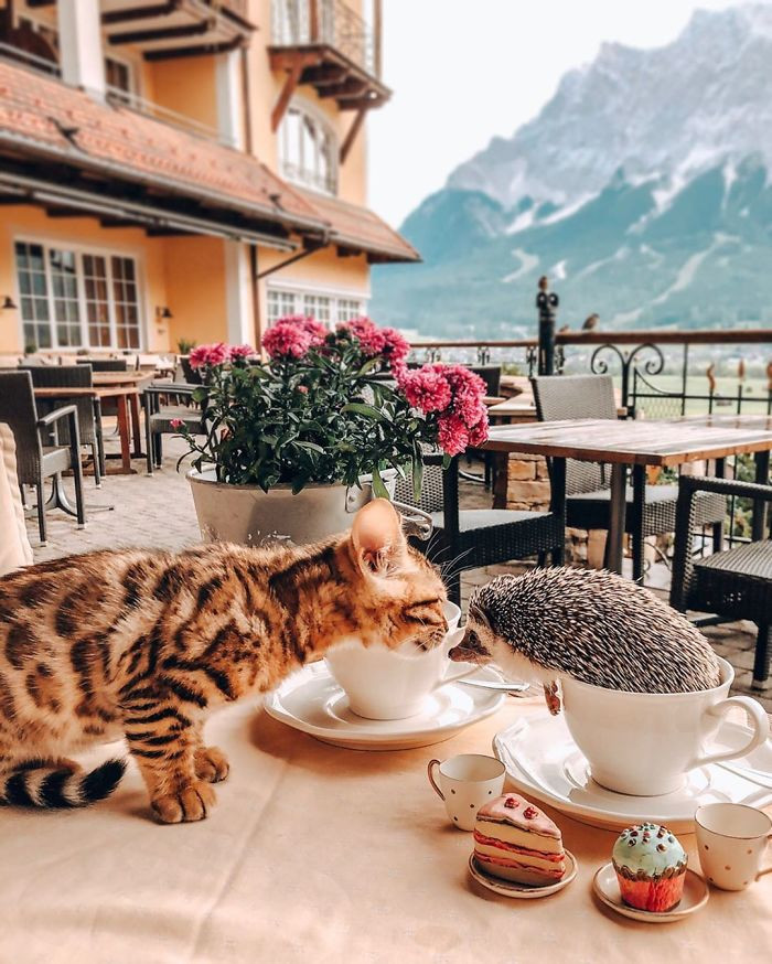 Phát hờn với cặp đôi mèo và nhím dắt tay nhau đi khắp thế gian ảnh 11