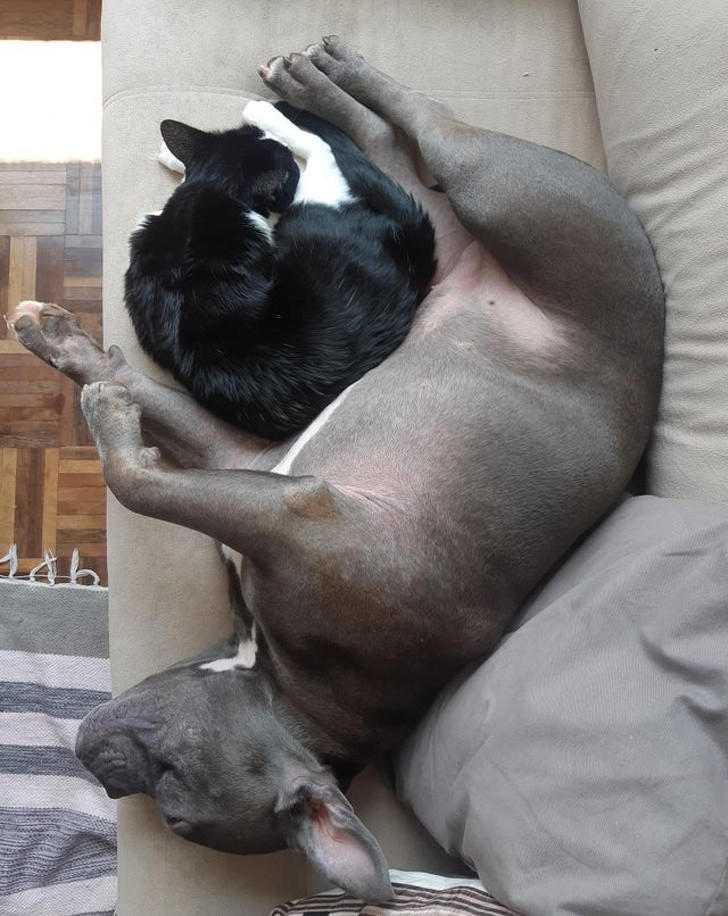 Tan chảy trước tình yêu bất chấp giống loài của hội thú cưng ảnh 4