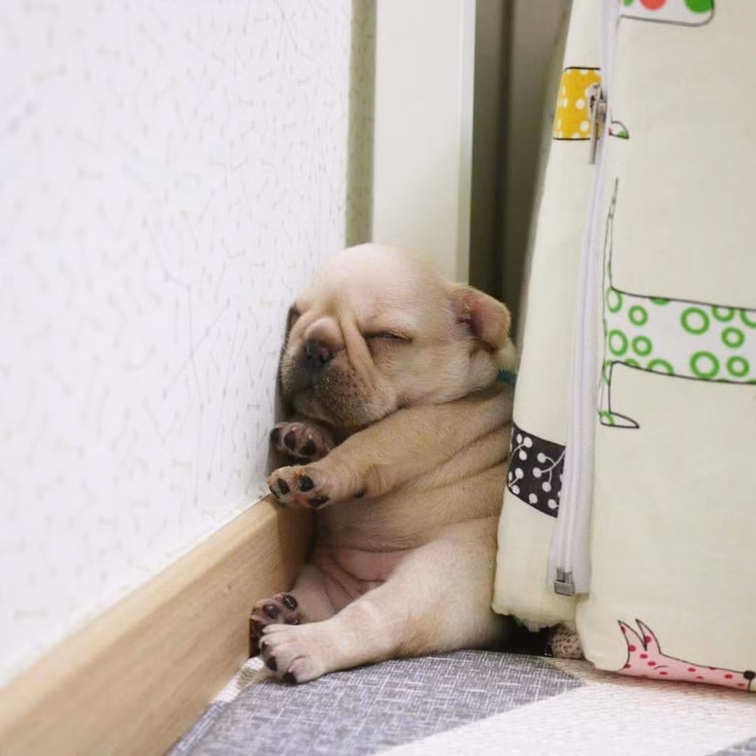 Những tư thế ngủ siêu hài của "boss cưng" giúp phá tan cơn buồn chán của "sen" ảnh 7