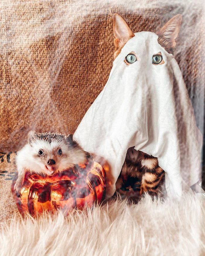 Phát hờn với cặp đôi mèo và nhím dắt tay nhau đi khắp thế gian ảnh 4