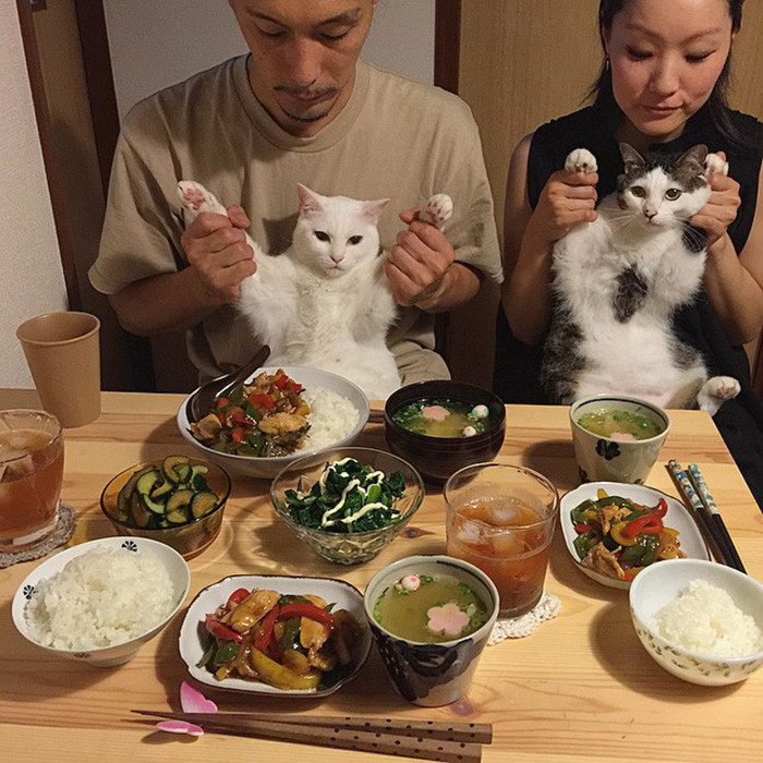 Ba mẹ dặn là trước khi ăn phải tập thể dục Ngây ngất với cặp đôi mèo dễ thương nhất quả đất ảnh 1