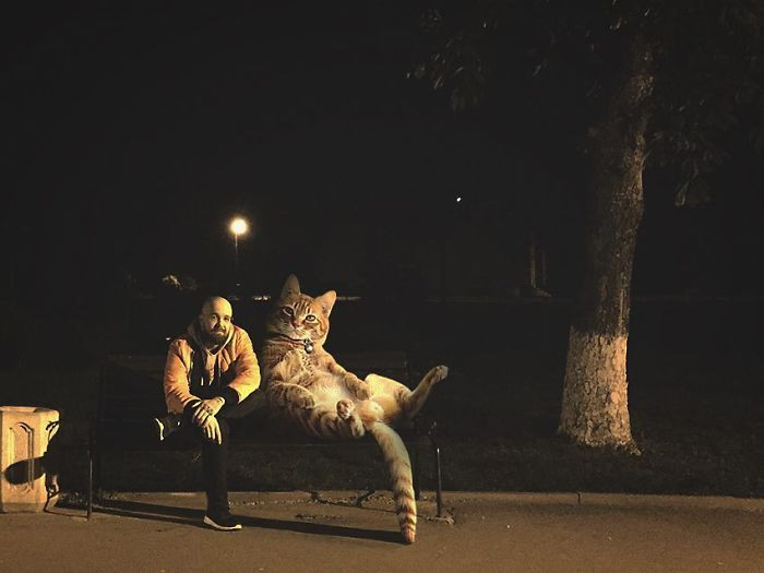 Hô biến mèo cưng thành “siêu to khổng lồ” nhờ trình Photoshop hơn người ảnh 11