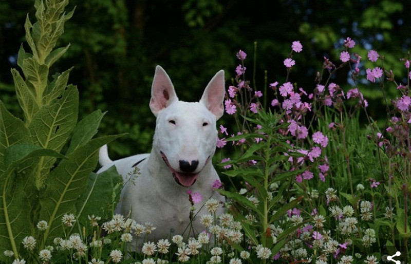 Gặp gỡ Claire - em cún có niềm đam mê chụp ảnh với hoa ảnh 7