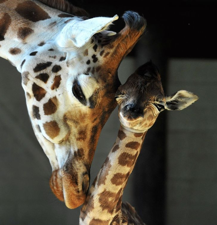 Những hình ảnh gia đình thú cưng khiến ngay cả trái tim băng giá nhất cũng phải tan chảy ảnh 5