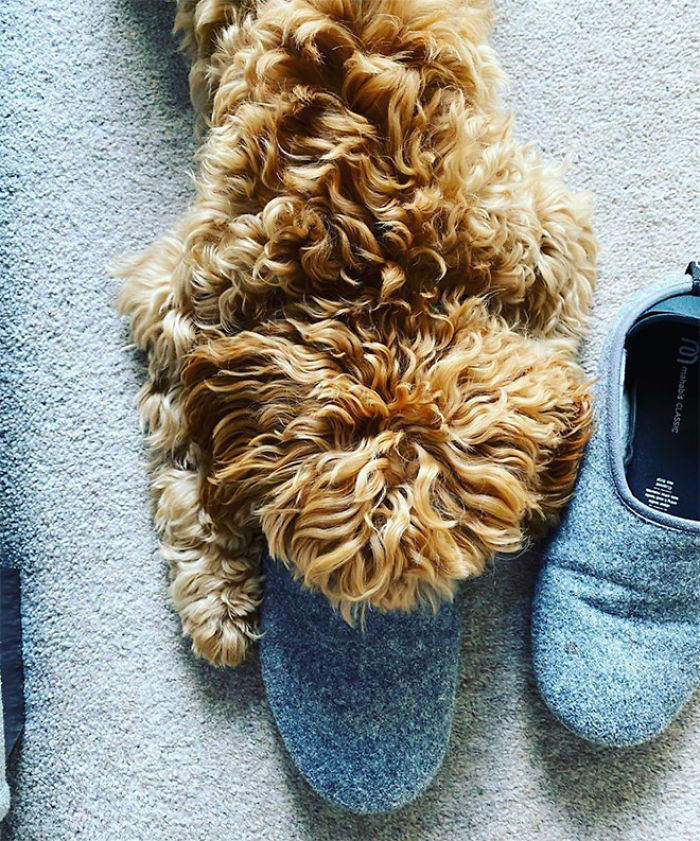 Bỗng một ngày "đại boss" biến thành... "thú mỏ vịt" ảnh 6