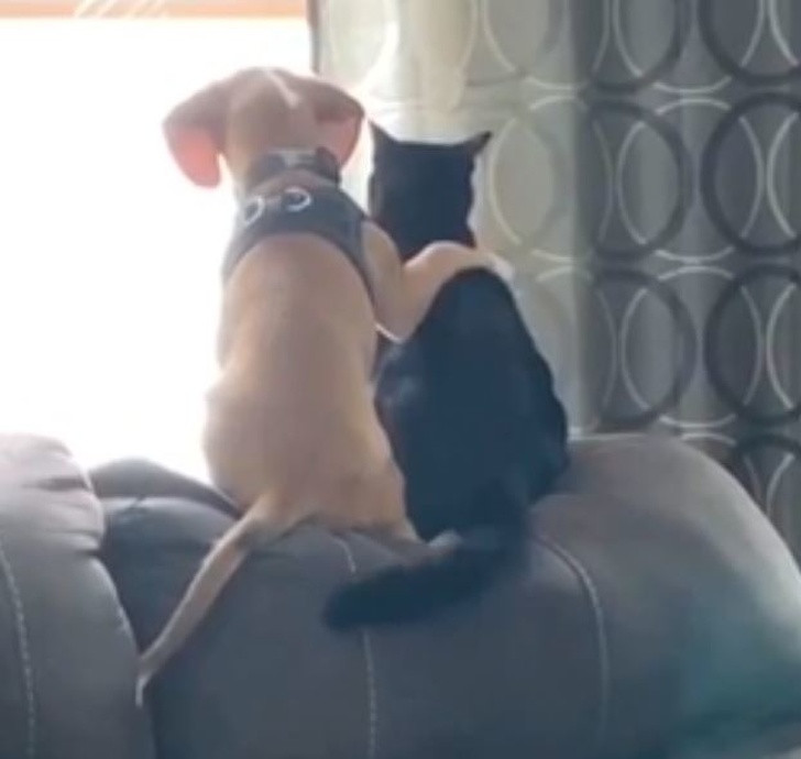 Tan chảy trước tình yêu bất chấp giống loài của hội thú cưng ảnh 6