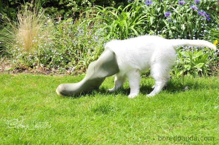 Bỗng một ngày "đại boss" biến thành... "thú mỏ vịt" ảnh 3