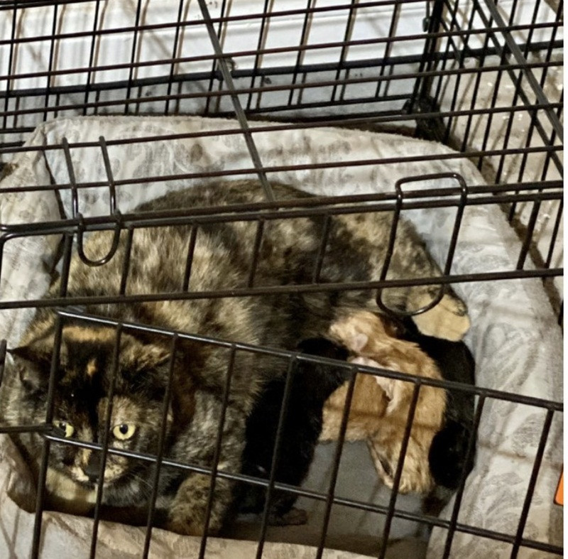 Khi “đại boss” cùng hưởng ứng lời kêu gọi “ở nhà mùa dịch“ ảnh 5