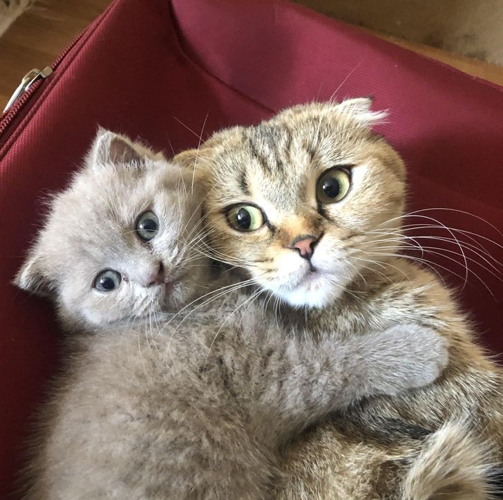 Những hình ảnh gia đình thú cưng khiến ngay cả trái tim băng giá nhất cũng phải tan chảy ảnh 7