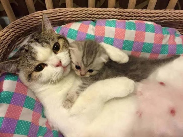 Những hình ảnh gia đình thú cưng khiến ngay cả trái tim băng giá nhất cũng phải tan chảy ảnh 4