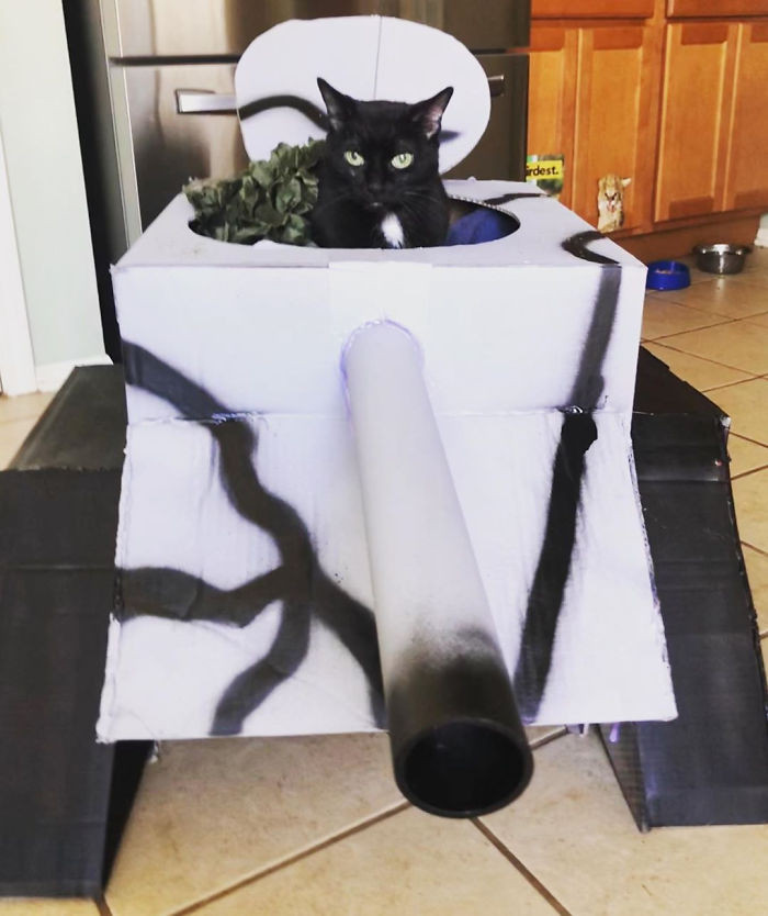 Làm cột mài móng cho boss xưa rồi, giờ phải làm xe tăng cho mèo mới oách! ảnh 9