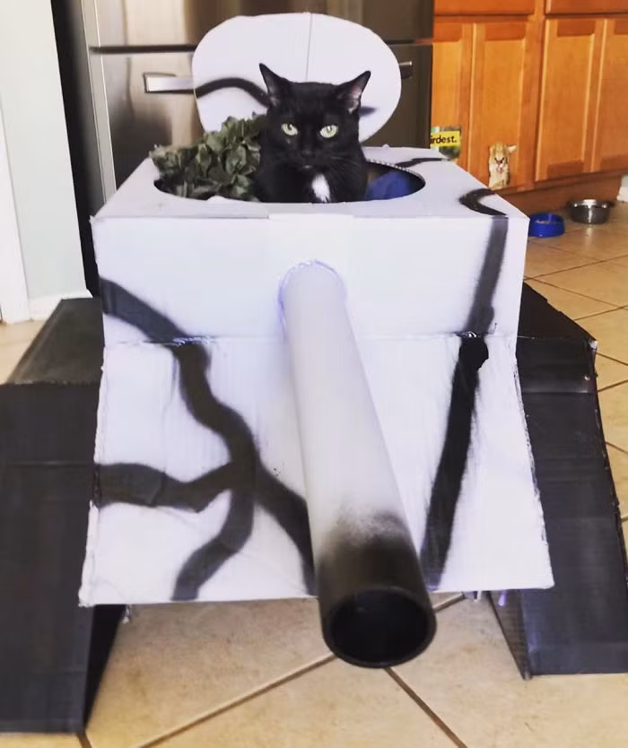 Làm cột mài móng cho boss xưa rồi, giờ phải làm xe tăng cho mèo mới oách! ảnh 9