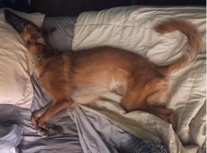 Gặp gỡ em cún có chiếc mõm dài nhất thế giới với hơn 78.000 người follow ảnh 5