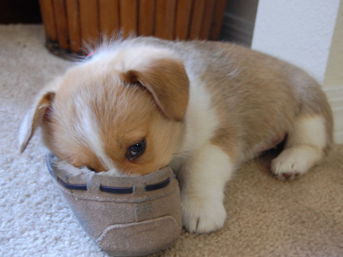 Bỗng một ngày "đại boss" biến thành... "thú mỏ vịt" ảnh 1