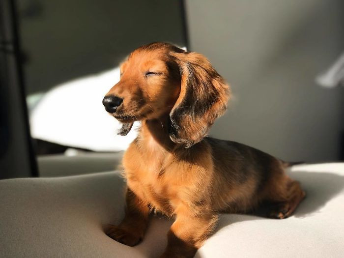 Ngàn lẻ một tư thế tắm nắng tại gia khi không được đi biển của thú cưng ảnh 9