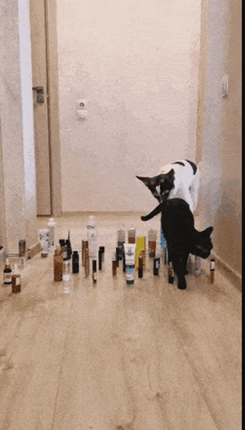 "Không giới hạn Sasuke" phiên bản dành cho thú cưng ảnh 3