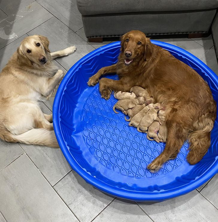 Những hình ảnh gia đình thú cưng khiến ngay cả trái tim băng giá nhất cũng phải tan chảy ảnh 3