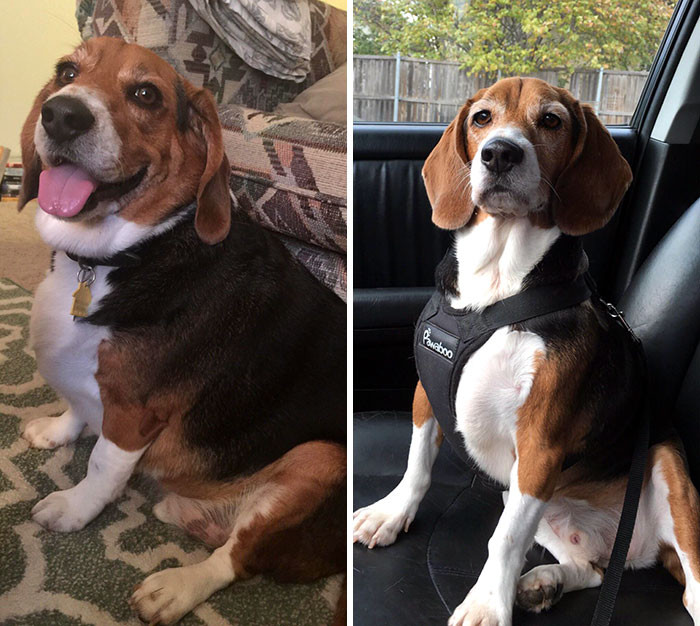 Khi đại boss “ăn kiêng” cũng lột xác ngoạn mục không đùa được đâu! ảnh 5