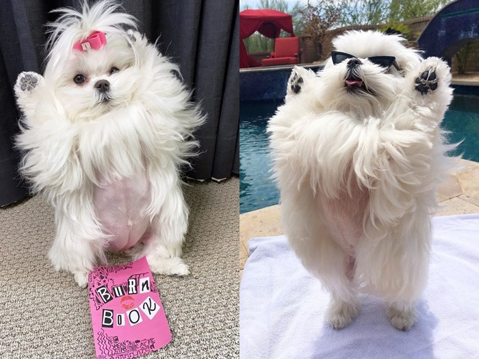 Gặp gỡ “tiểu thư” Coco chỉ thích đứng bằng hai chân ảnh 7