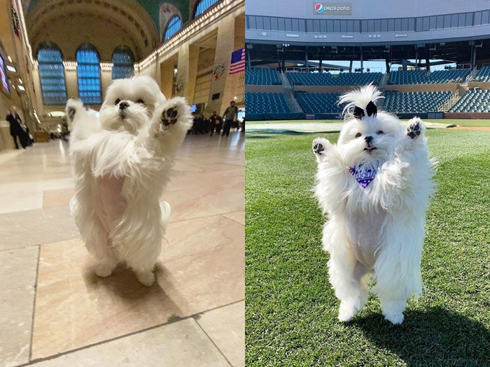 Gặp gỡ “tiểu thư” Coco chỉ thích đứng bằng hai chân ảnh 6