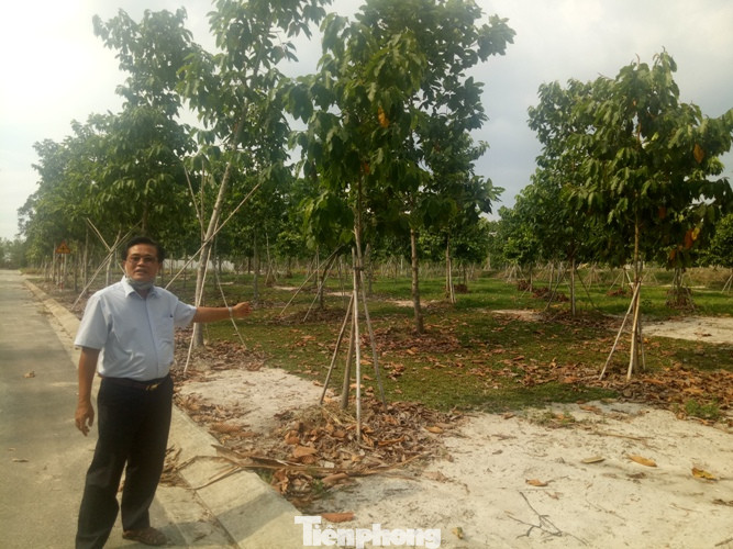 Bình Dương thông tin vụ rừng trong khu di tích bị 'tàn phá' ảnh 4