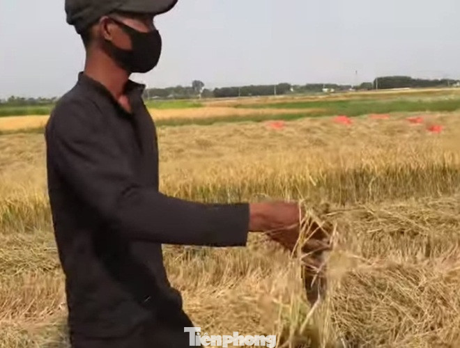 Doanh nghiệp tạm nghỉ vì dịch, công nhân đua nhau ra đồng bắt chuột ảnh 4