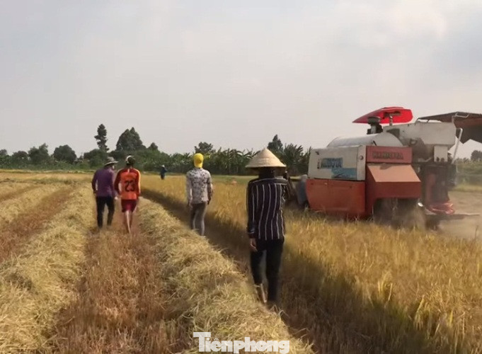 Doanh nghiệp tạm nghỉ vì dịch, công nhân đua nhau ra đồng bắt chuột ảnh 2